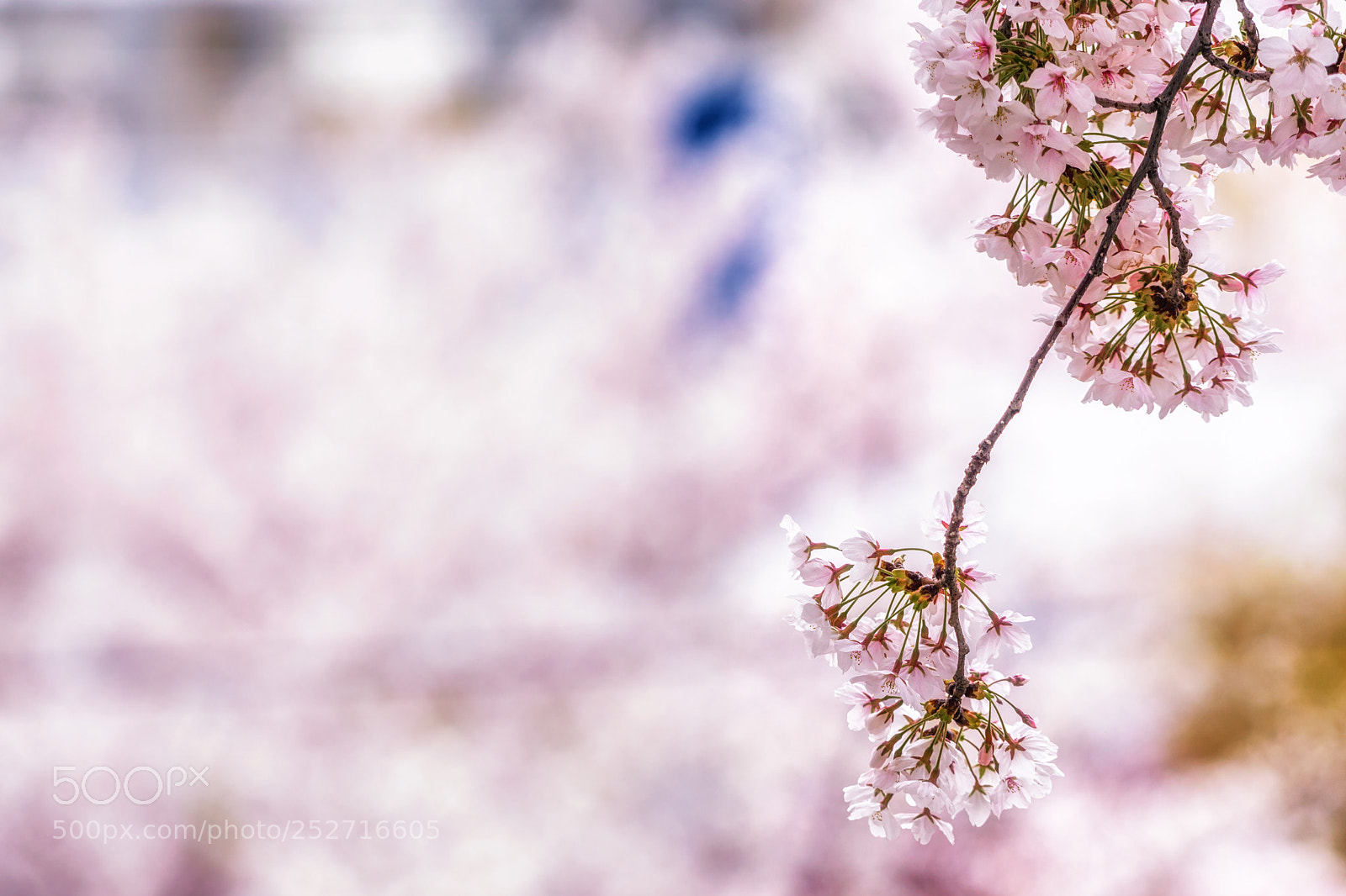 Sony a6000 sample photo. Cherry blossoms in seoul photography