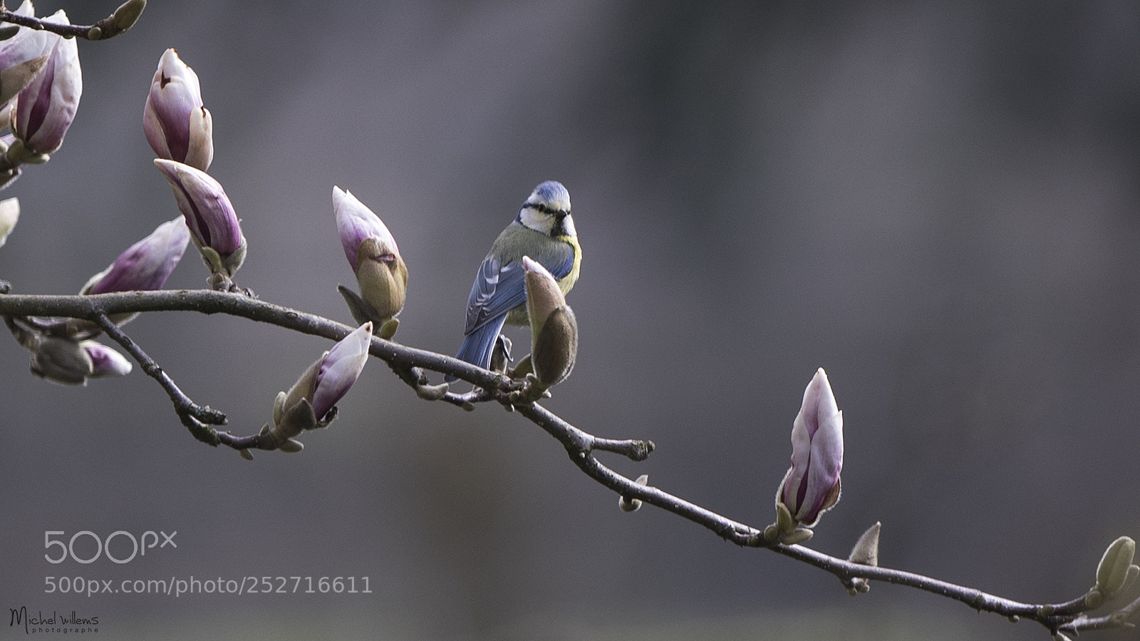 Canon EOS 5D Mark IV sample photo. Mésange photography