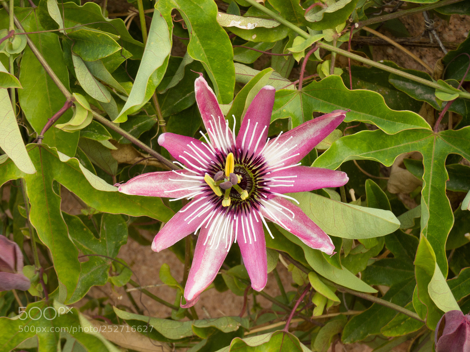 Panasonic DMC-FZ72 sample photo. Passiflora incarnata photography
