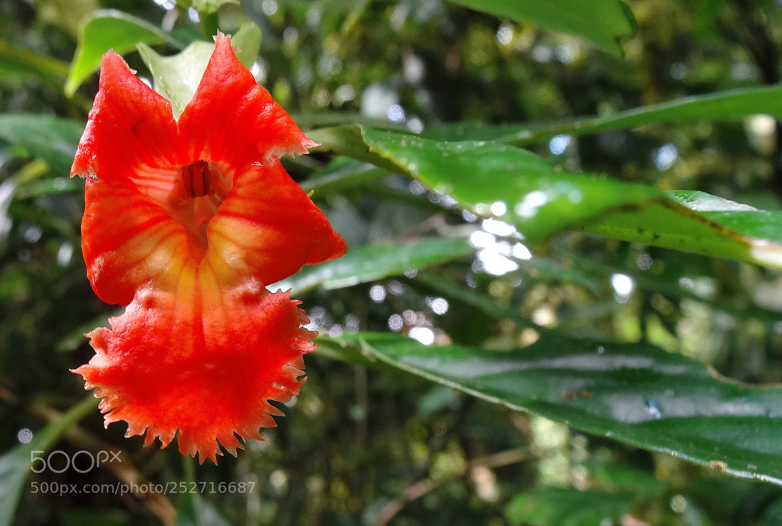 Sony Cyber-shot DSC-HX20V sample photo. Dsc photography