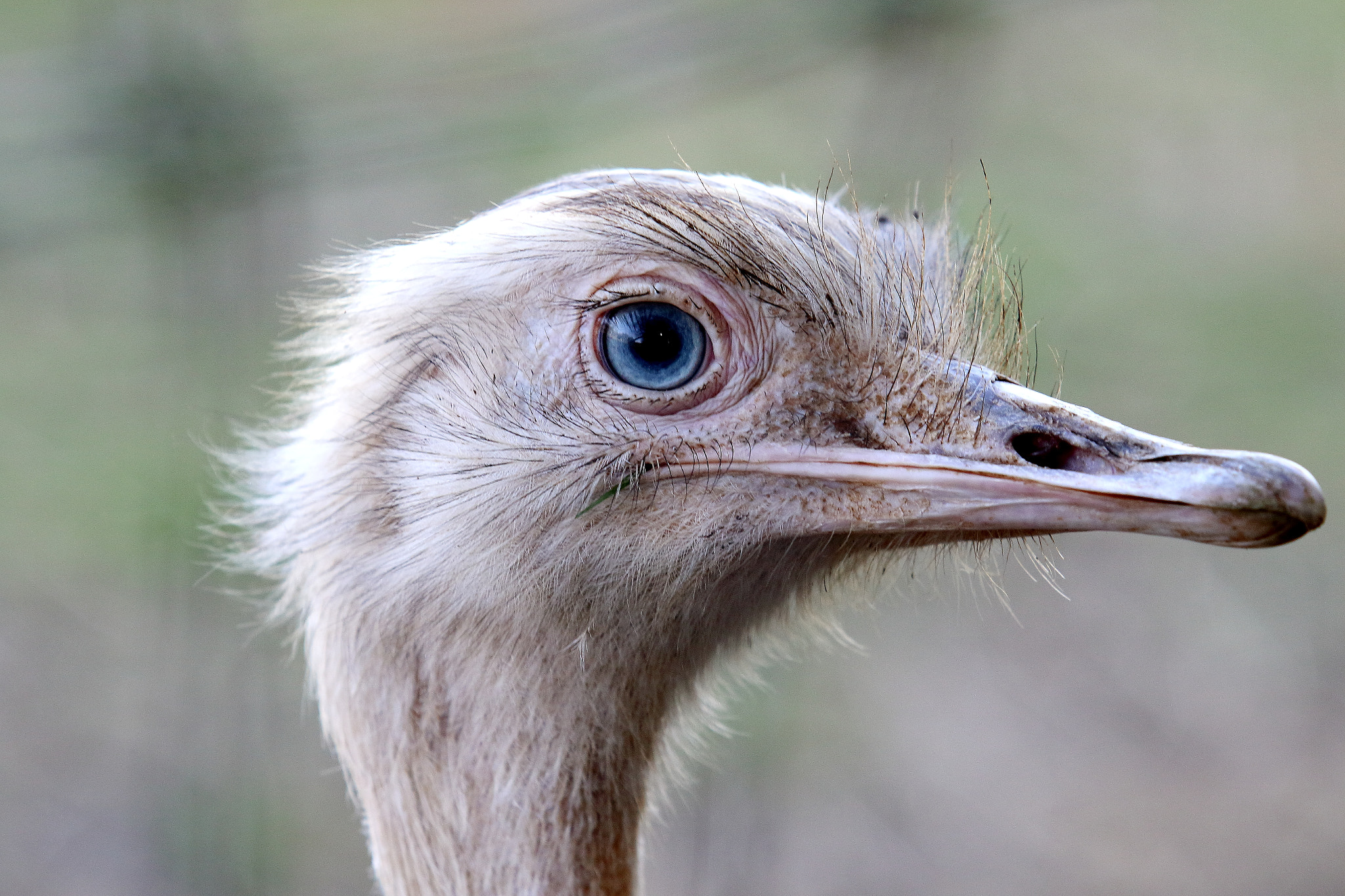 Canon EF 70-200mm F2.8L USM sample photo. Blue eye photography