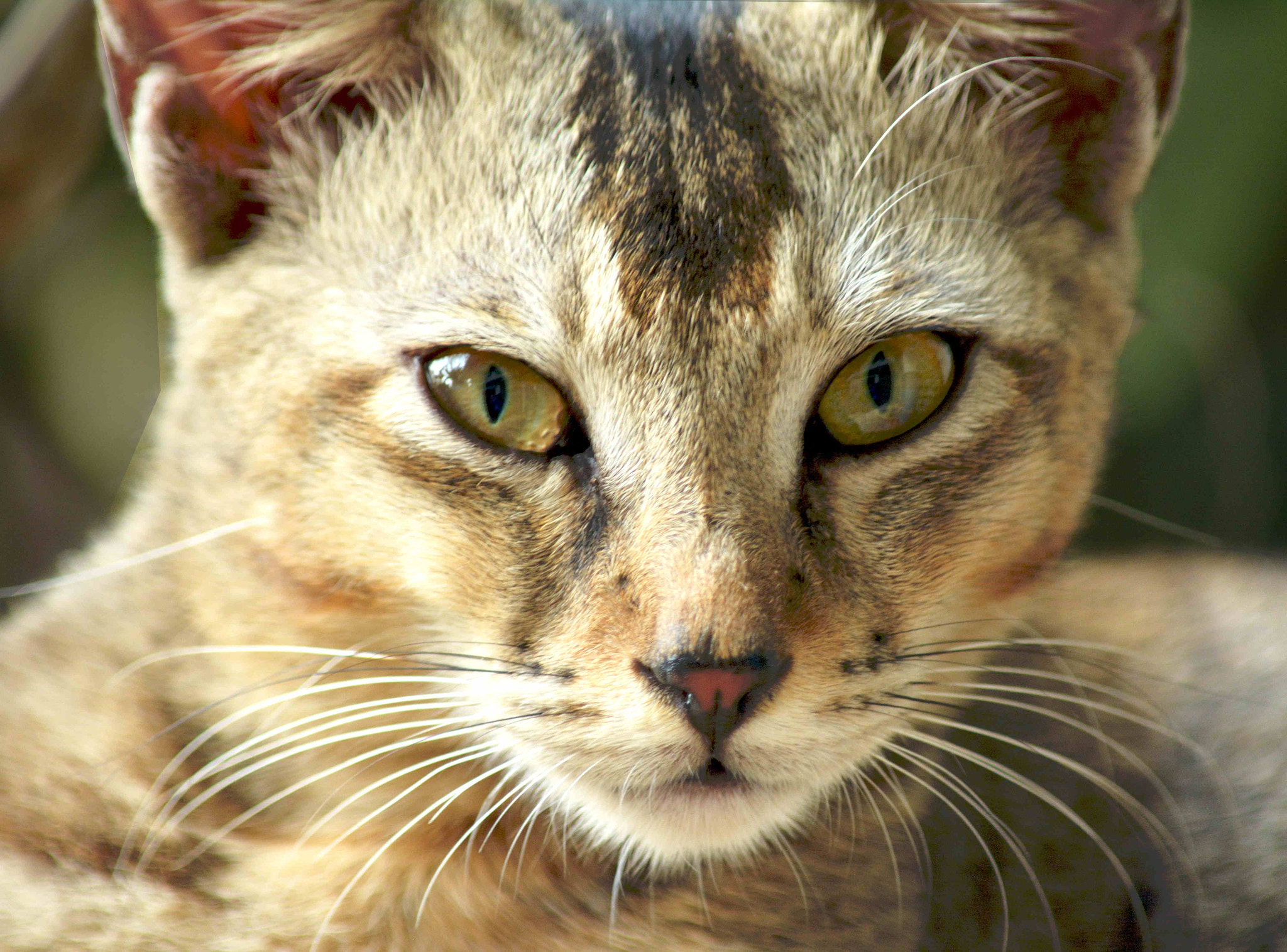 Nikon D5200 sample photo