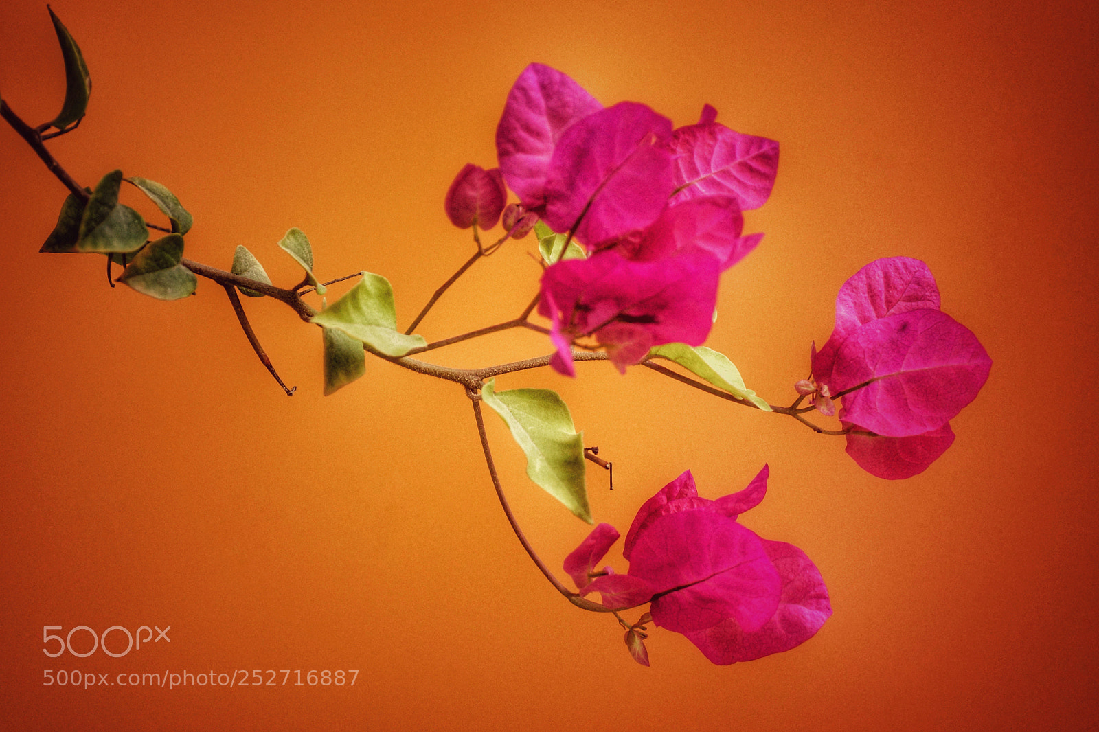 Sony SLT-A77 sample photo. Pink photography