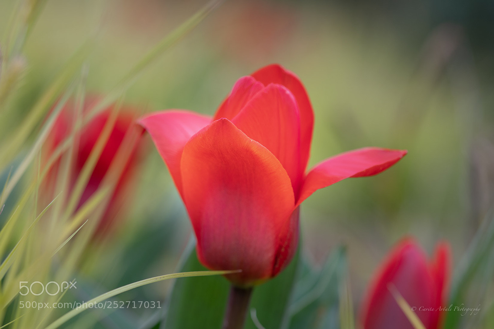 Nikon D500 sample photo. Touch of red photography
