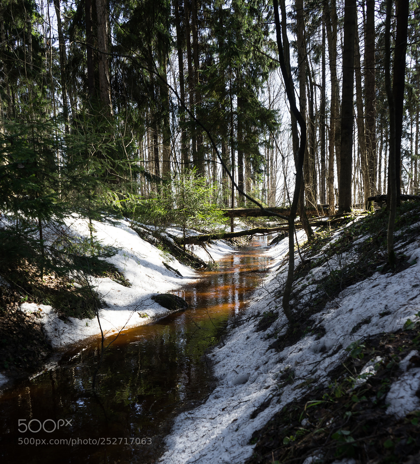 Sony a7 II sample photo. Spring in forest photography