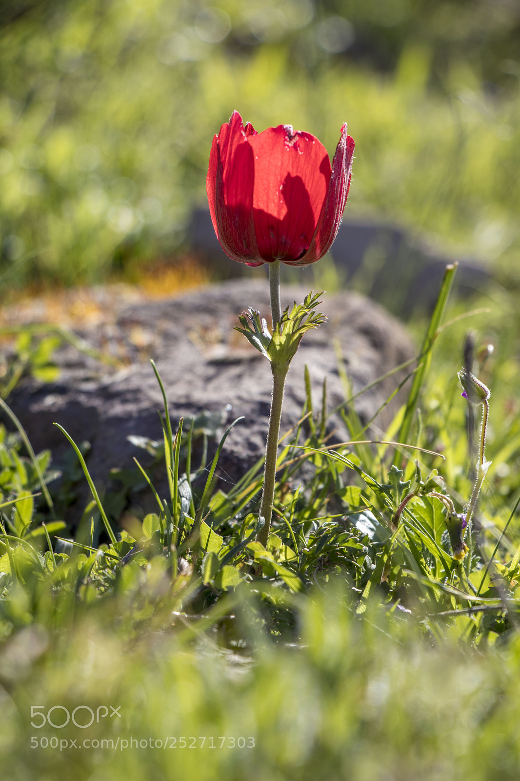 Canon EOS 77D (EOS 9000D / EOS 770D) sample photo. Tulip photography