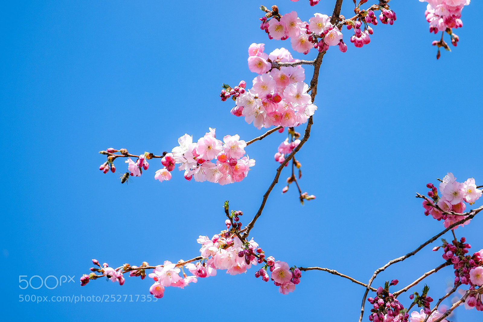 Fujifilm X-E3 sample photo. Spring is here ! photography