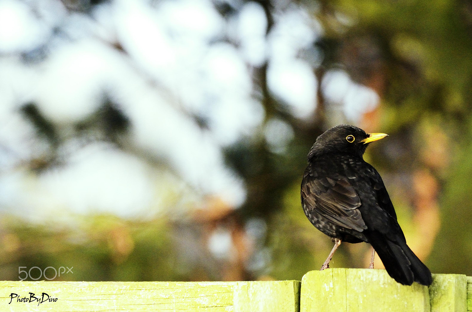 Nikon D7000 sample photo. Solsort photography