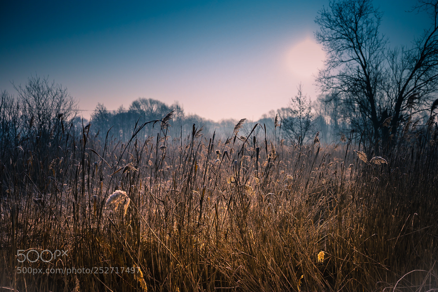 Canon EOS 6D Mark II sample photo. Untitled photography