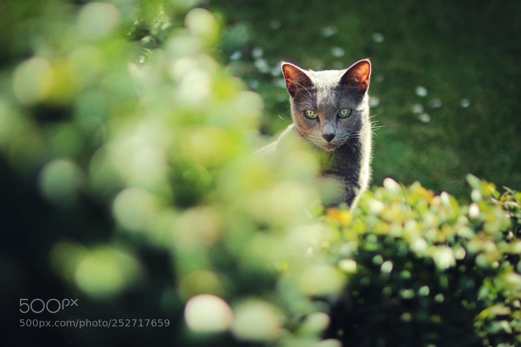 Canon EOS 600D (Rebel EOS T3i / EOS Kiss X5) sample photo. Roxy photography
