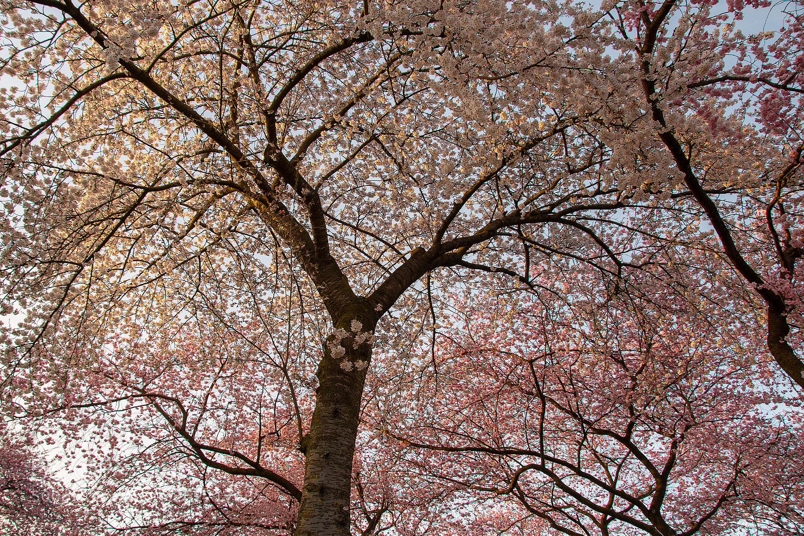 Nikon D500 sample photo. Lente in nederland :) bloesembomen photography