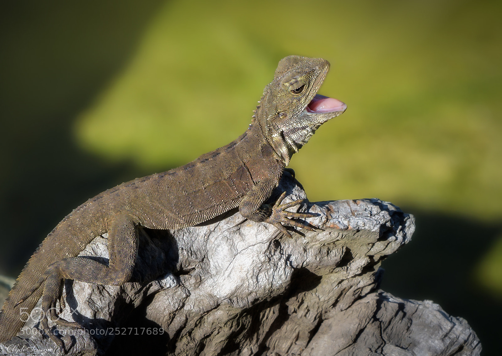 Nikon D810 sample photo. Lizard photography
