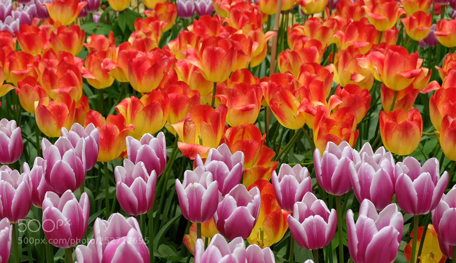 Fujifilm X-M1 sample photo. Tulips photography