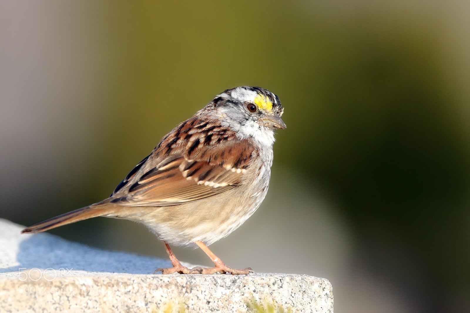 Canon EOS 7D Mark II sample photo. White-throated sparrow photography