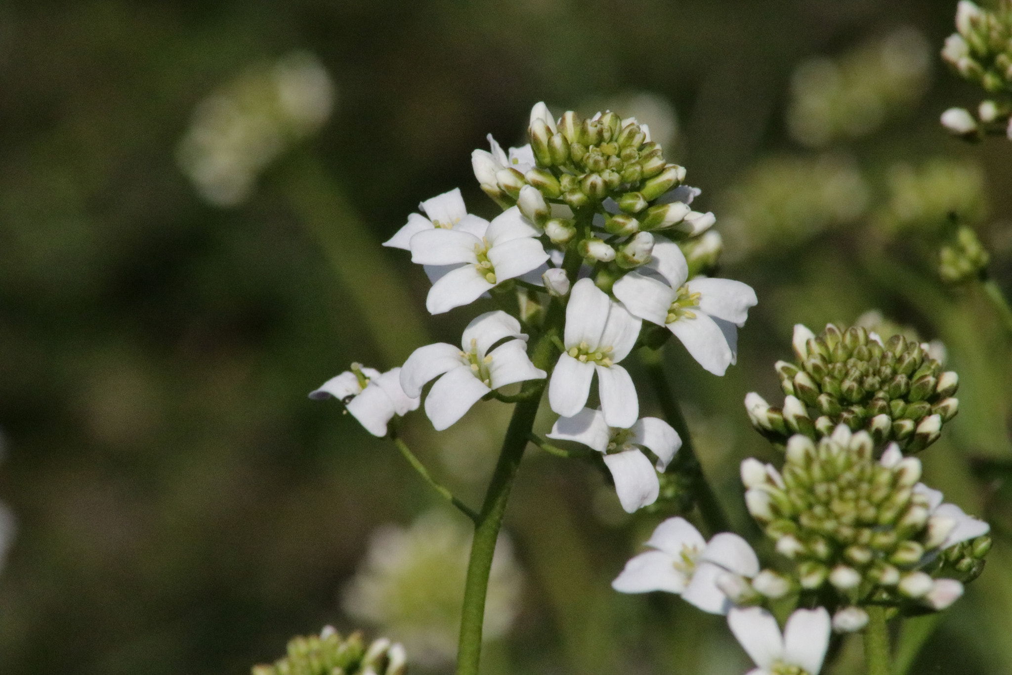 Canon EOS 760D (EOS Rebel T6s / EOS 8000D) sample photo. Lil flower photography