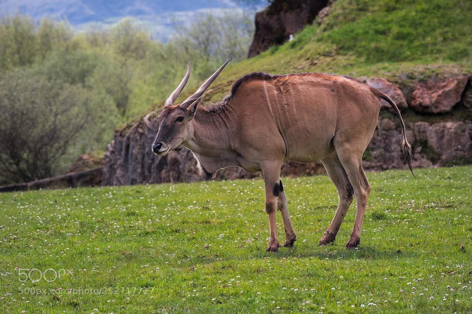 Canon EOS 6D Mark II sample photo. Eland  040418-0581 photography