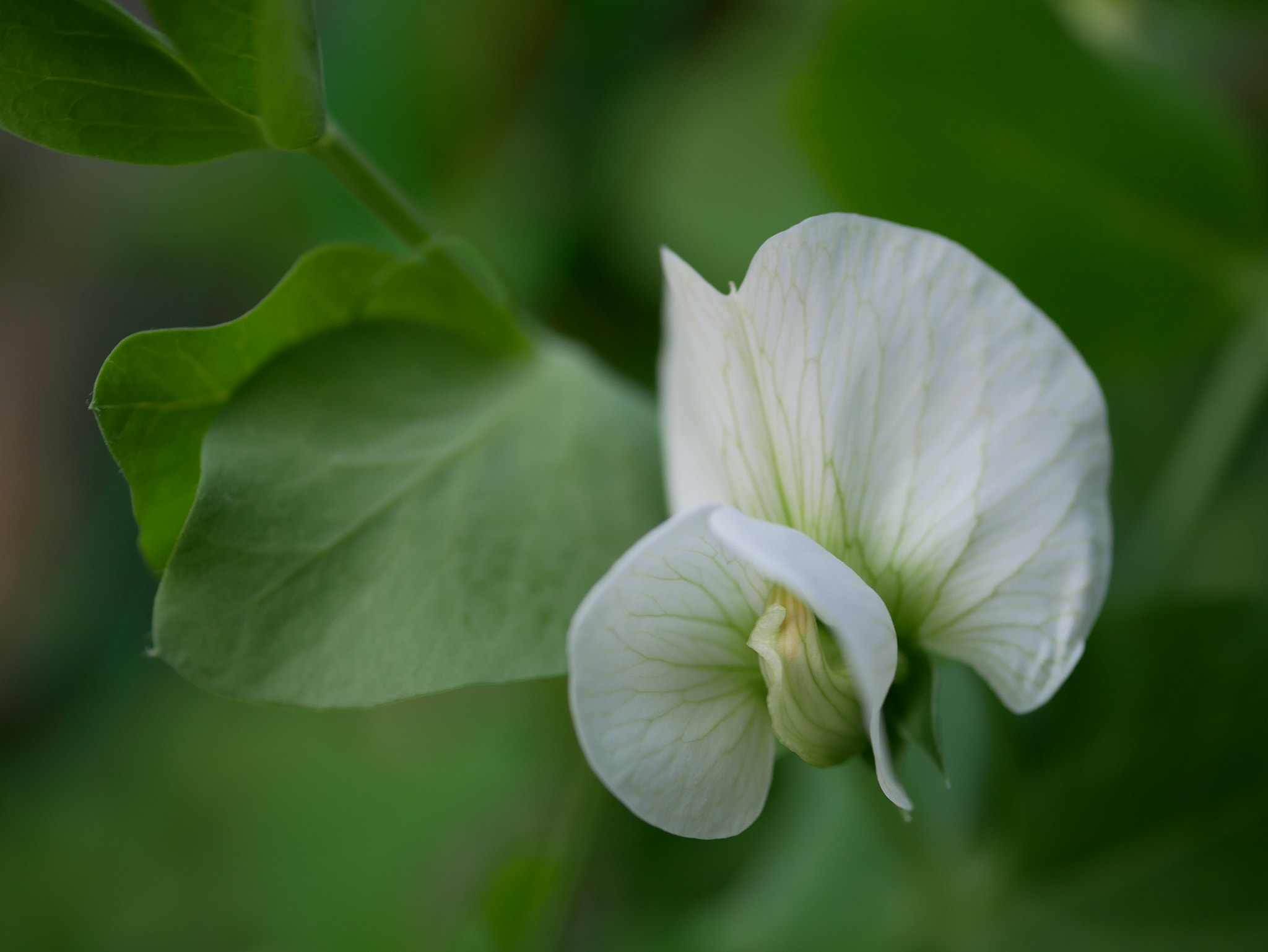 Panasonic Lumix DC-GX850 (Lumix DC-GX800 / Lumix DC-GF9) sample photo. Snap pea flower photography