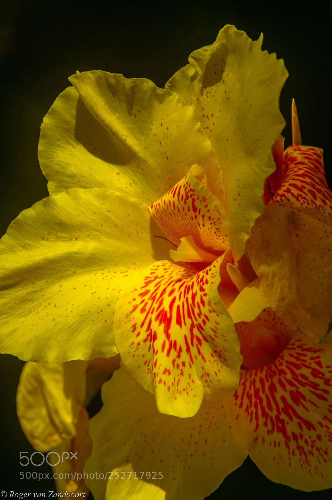 Pentax K-3 sample photo. Canna flower photography