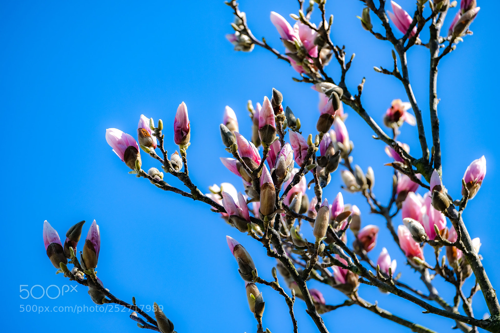 Fujifilm X-E3 sample photo. Spring is here ! 2 photography