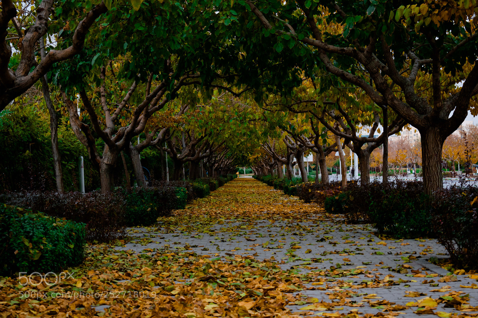 Nikon D3300 sample photo. Walking pathway in koohsangi photography