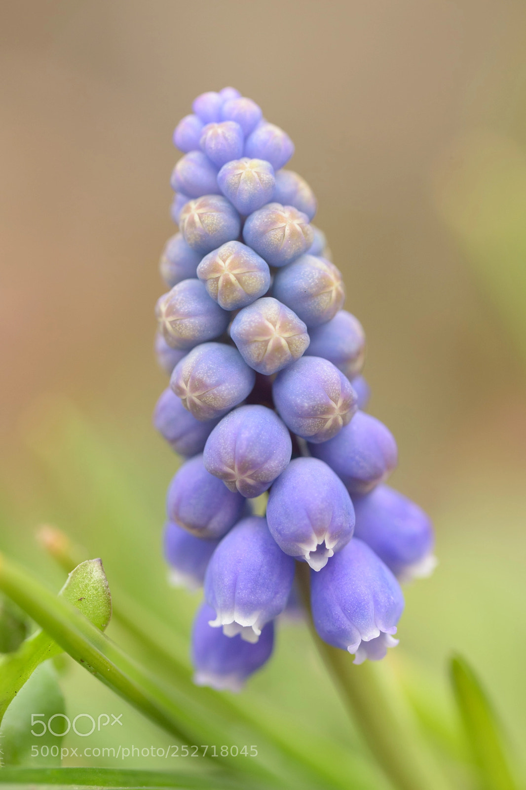 Nikon D5500 sample photo. You saw the whole photography