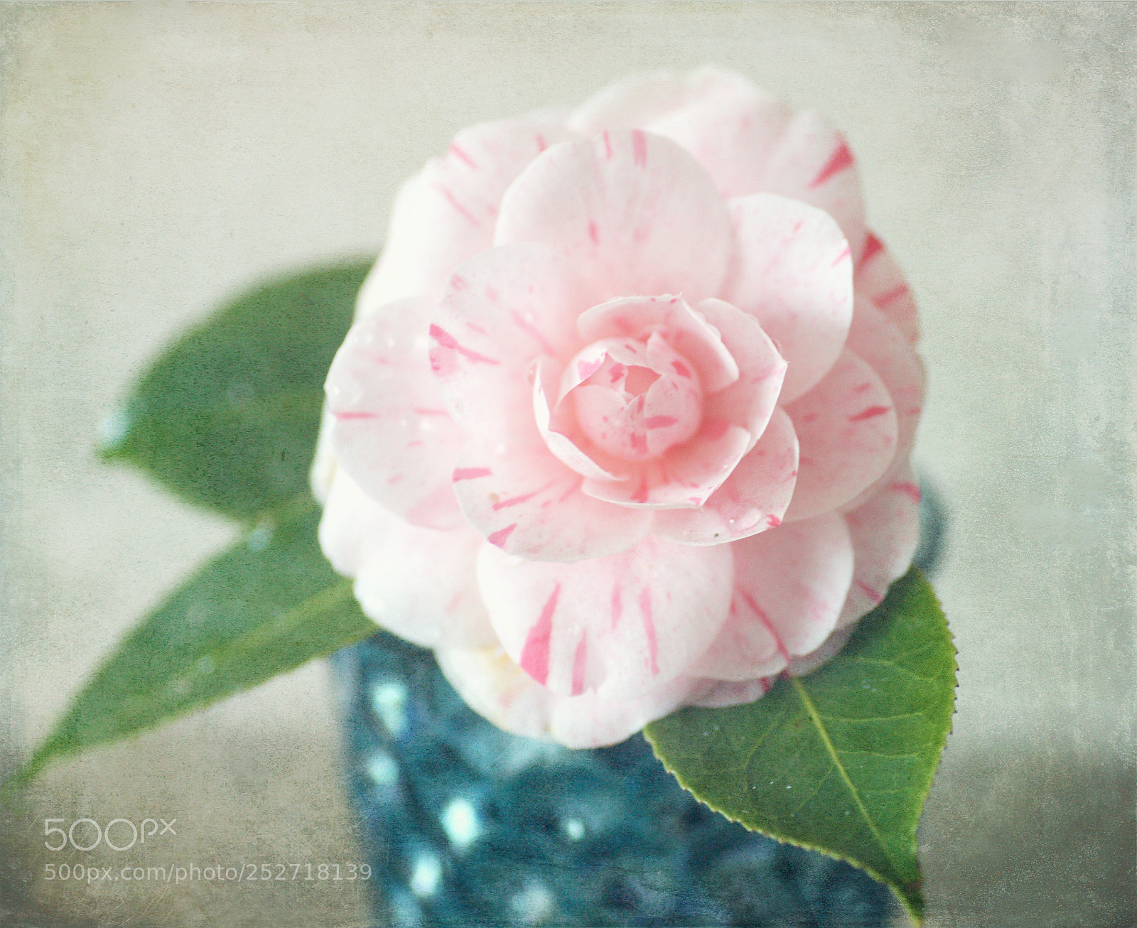 Sony Alpha DSLR-A850 sample photo. Camilia photography