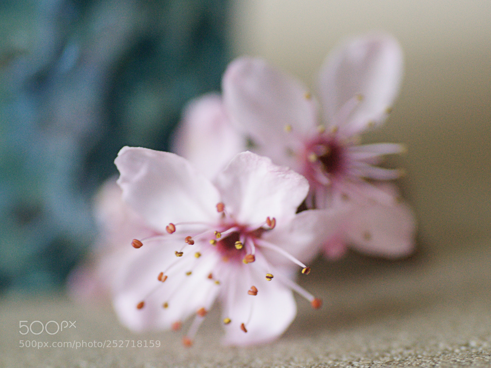 Sony Alpha DSLR-A850 sample photo. Cherry blossom photography