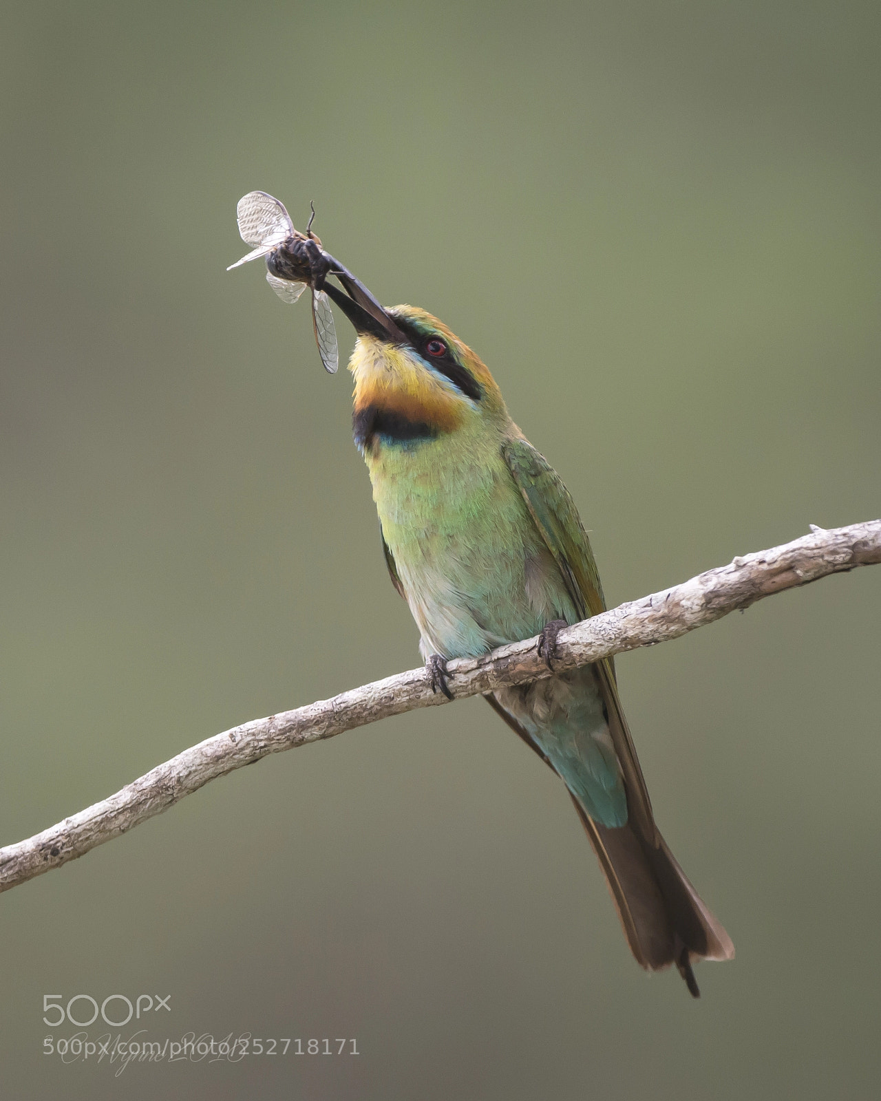 Nikon D7100 sample photo. Rainbow bee-eater (female) photography