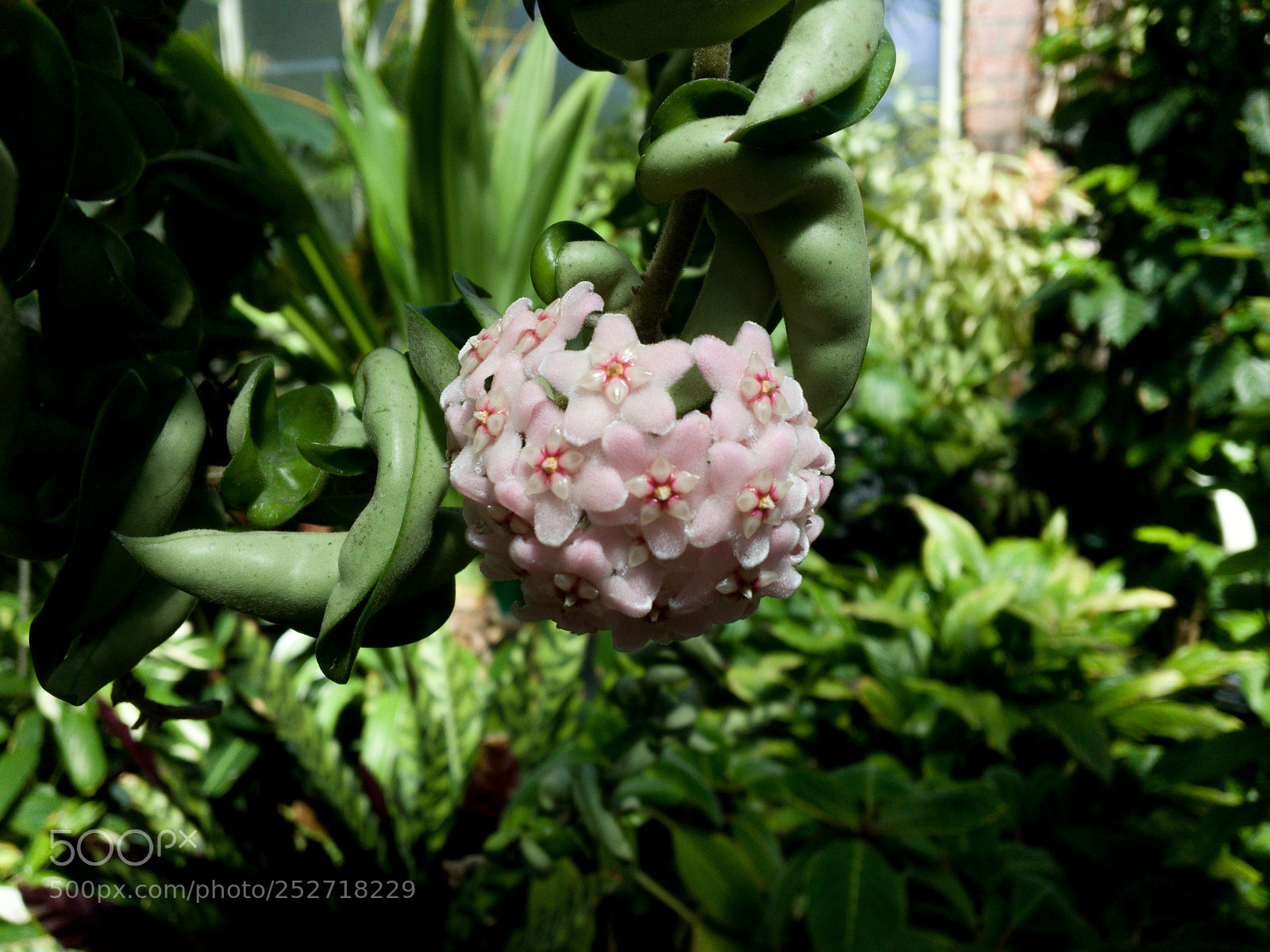 Apple iPhone 6s sample photo. Winter gardens photography