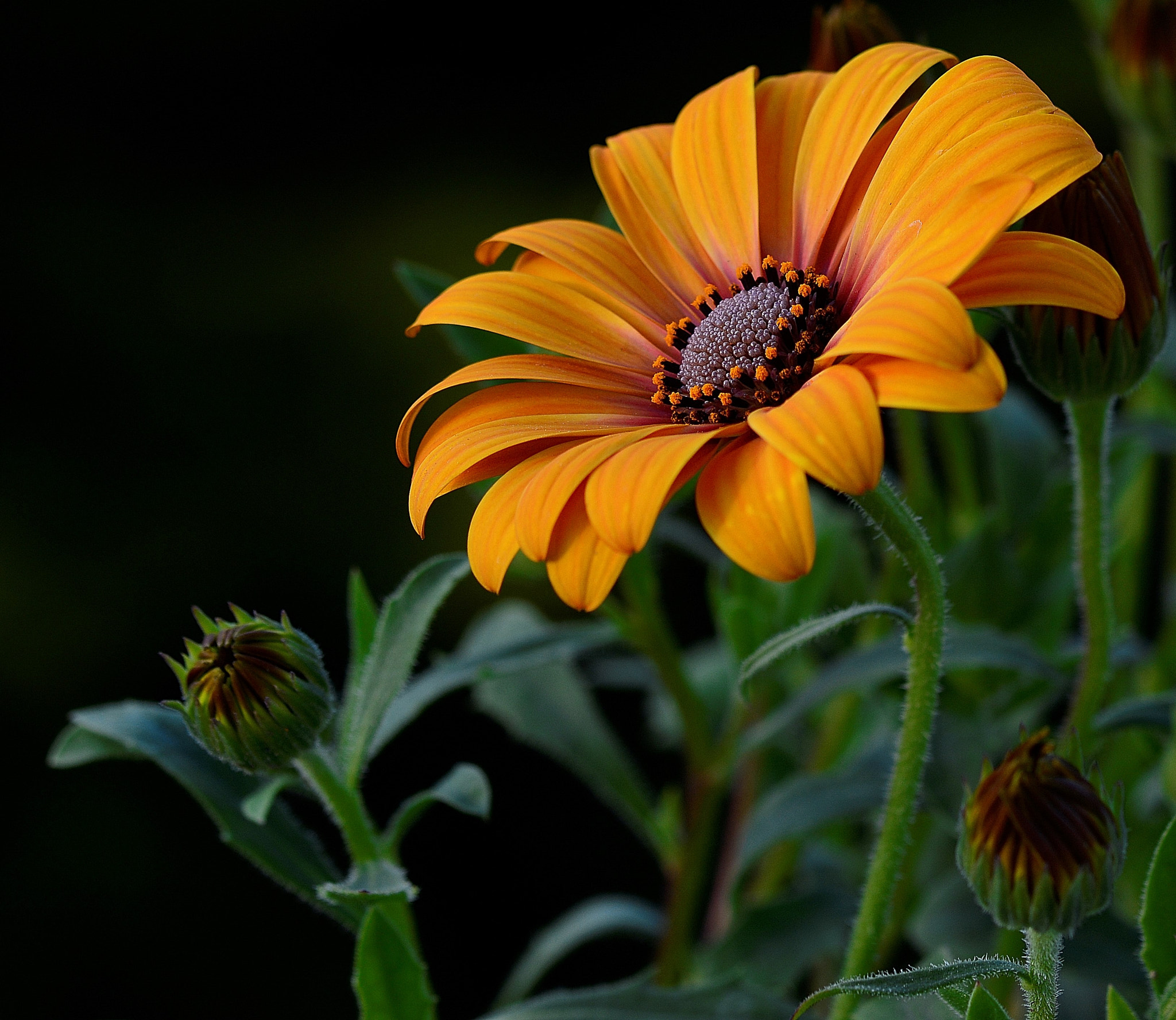 Nikon D7100 sample photo. Flower photography