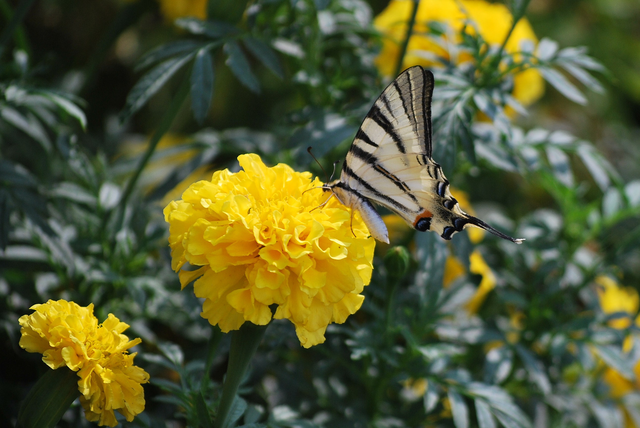 Nikon D60 sample photo. 284.jpg photography