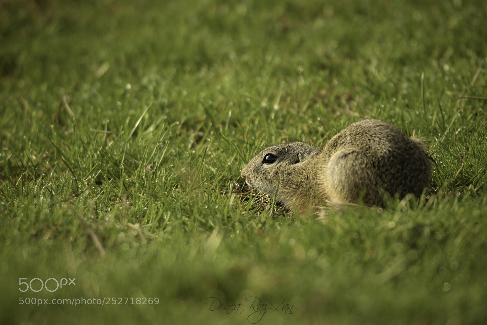 Canon EOS 7D Mark II sample photo. Spermophilus photography