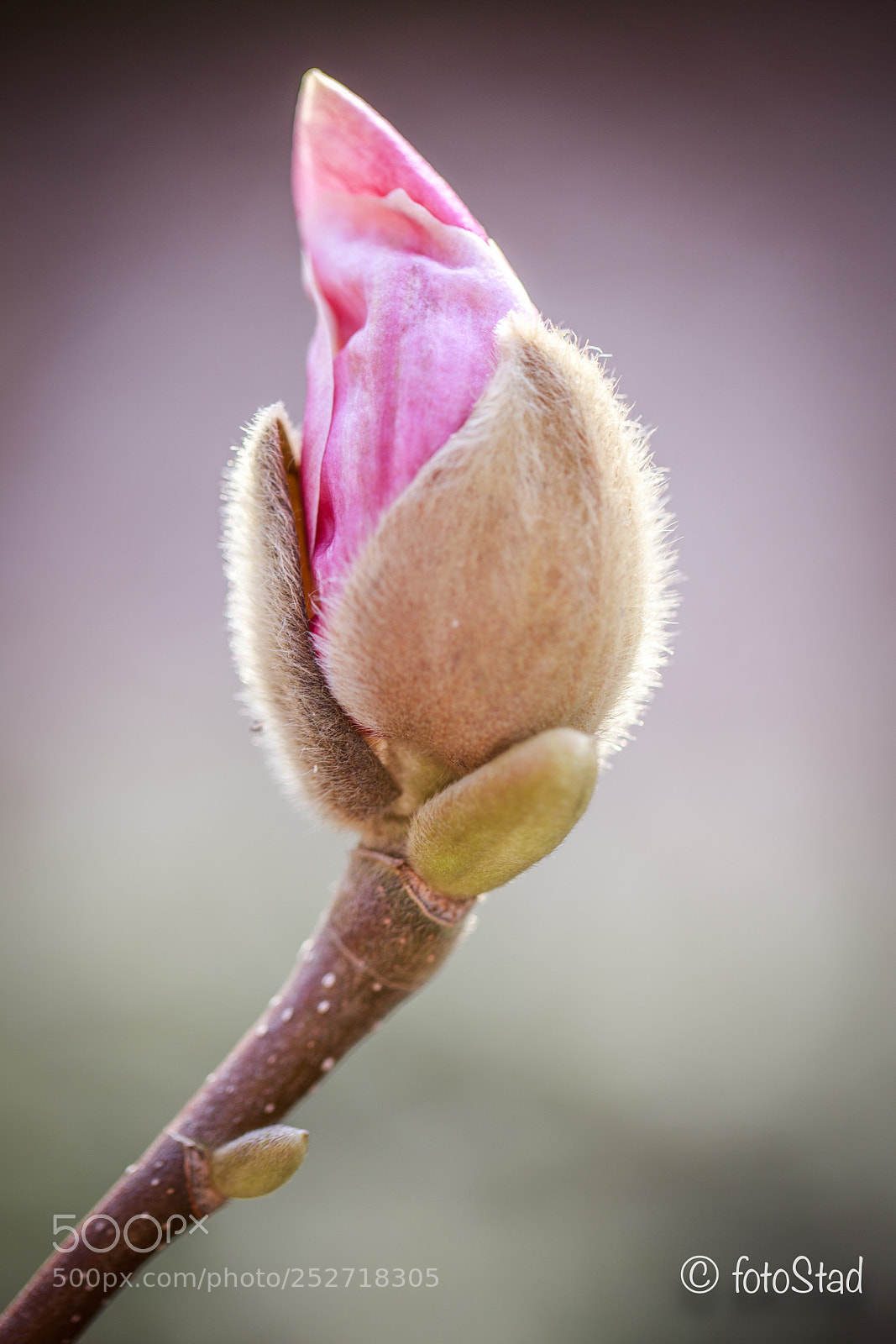 Canon EOS 6D Mark II sample photo. Magnolia photography
