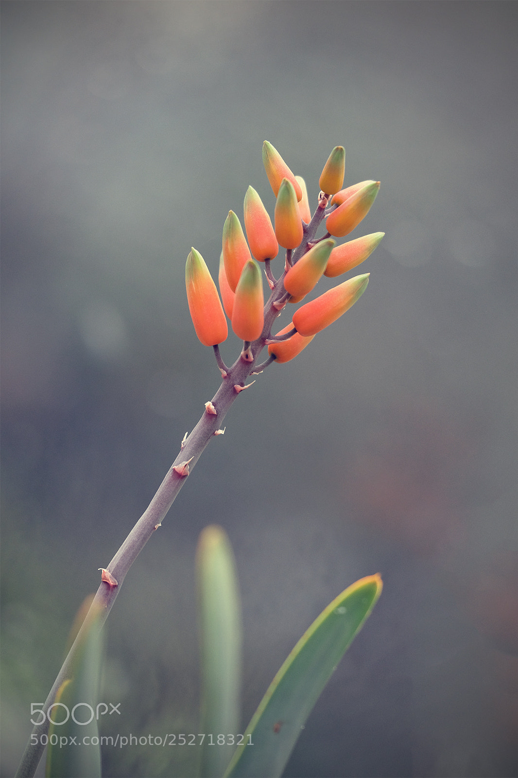 Fujifilm X-T2 sample photo. Orange and green photography