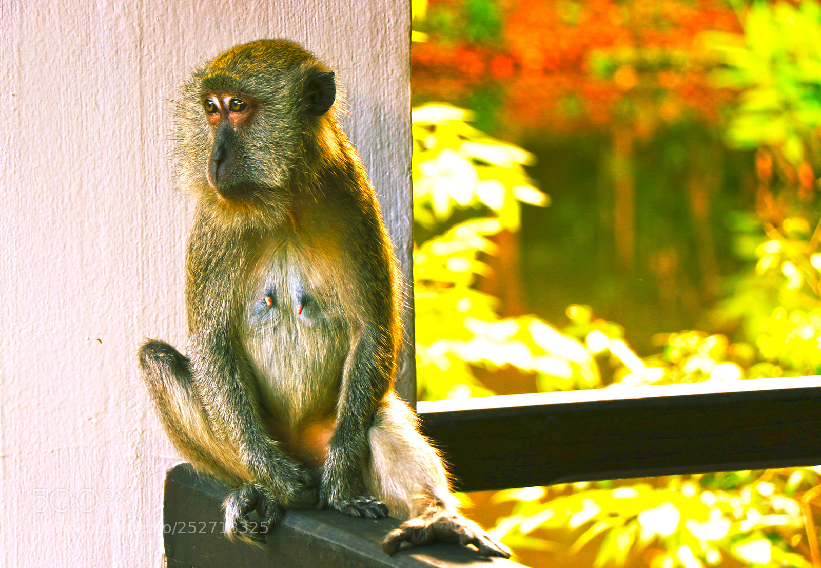 Canon EOS 80D sample photo. Cute animals photography
