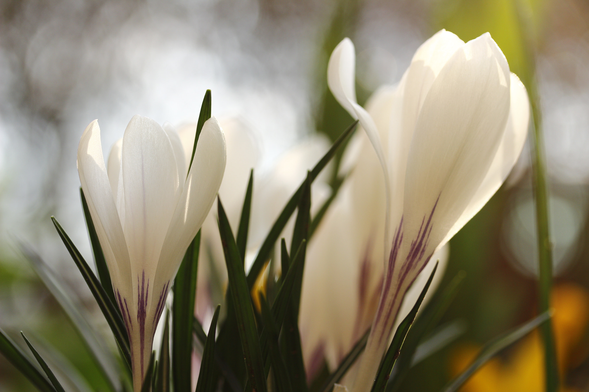 Canon EF-S 60mm F2.8 Macro USM sample photo. Spring photography