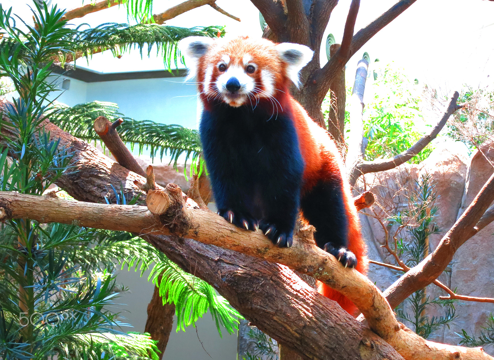 Canon PowerShot S110 sample photo. Cute animals photography