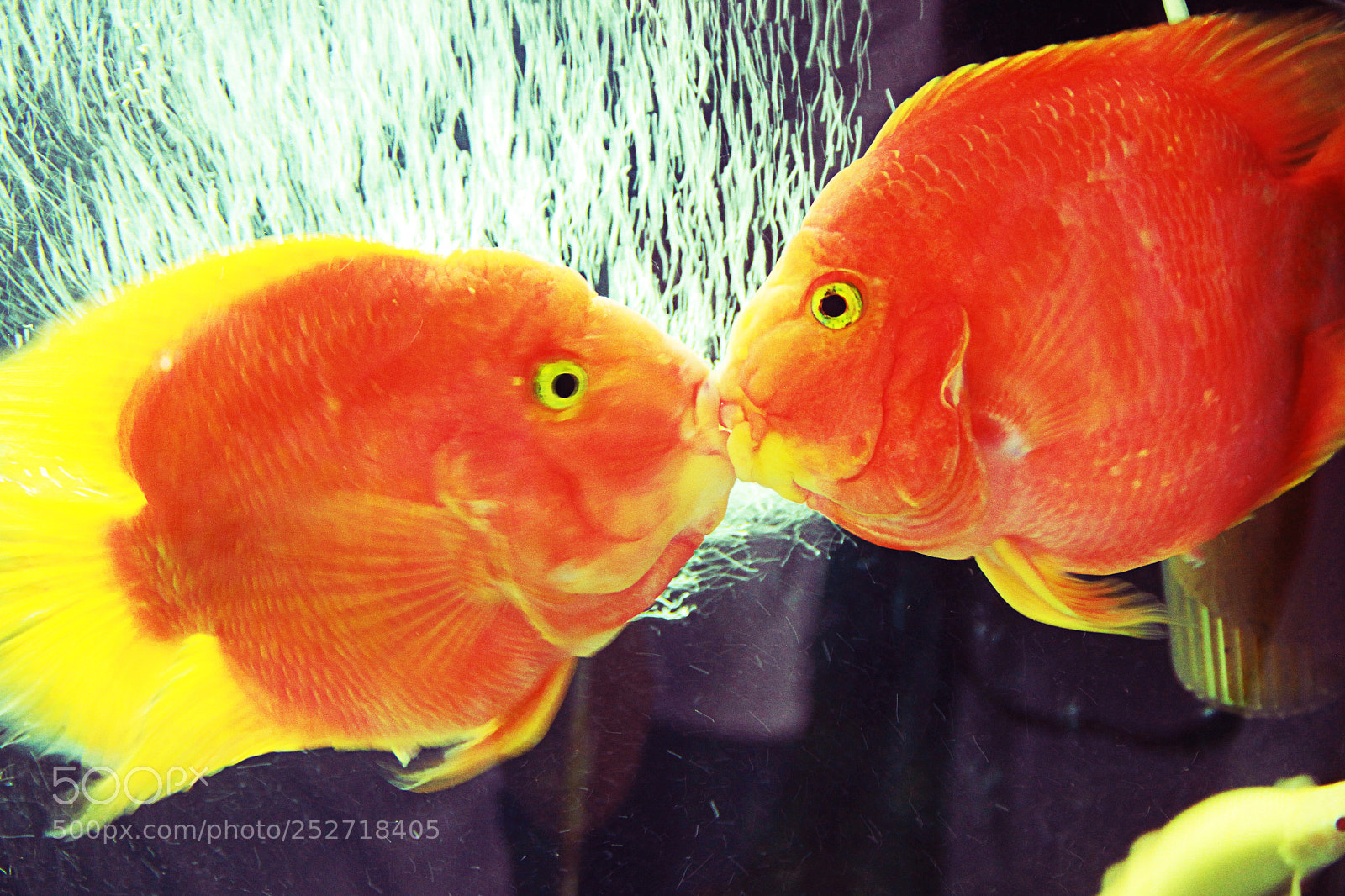 Canon EOS 7D sample photo. Cute animals photography