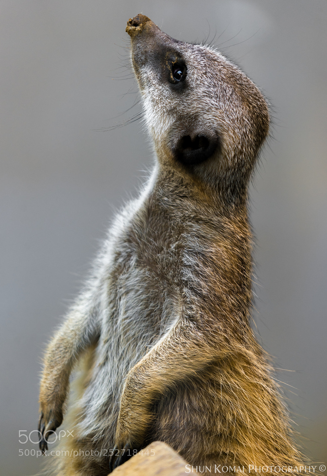 Sony a7 sample photo. Meerkat photography