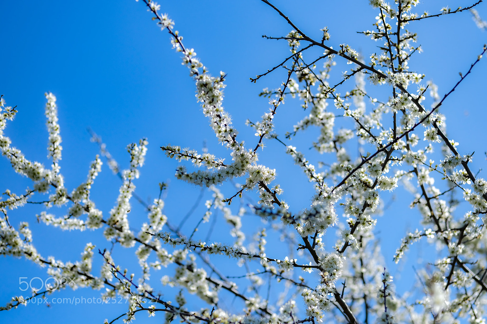 Fujifilm X-E3 sample photo. Spring is here ! 3 photography
