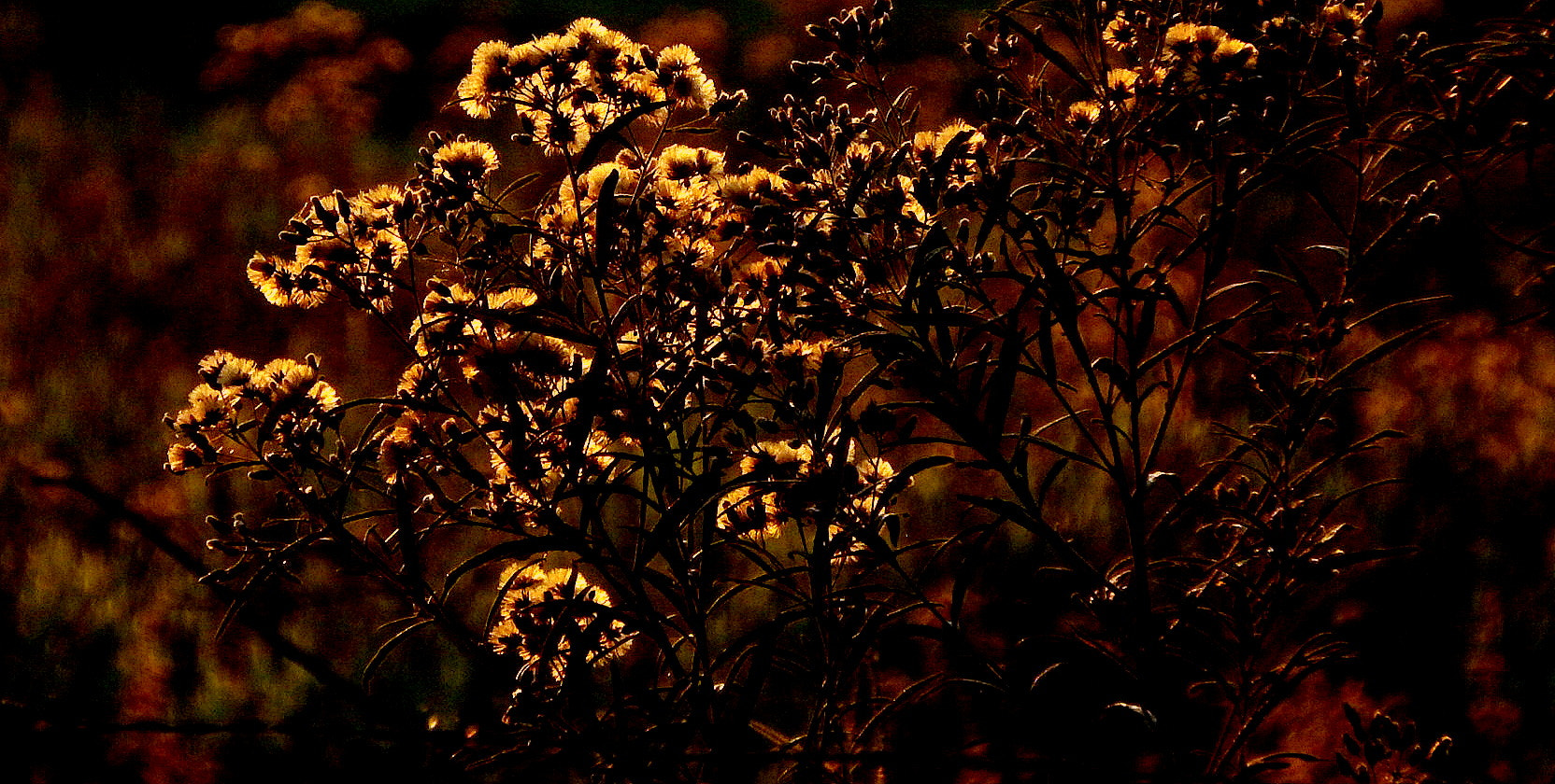 Fujifilm FinePix SL1000 sample photo. Field flowers ... photography