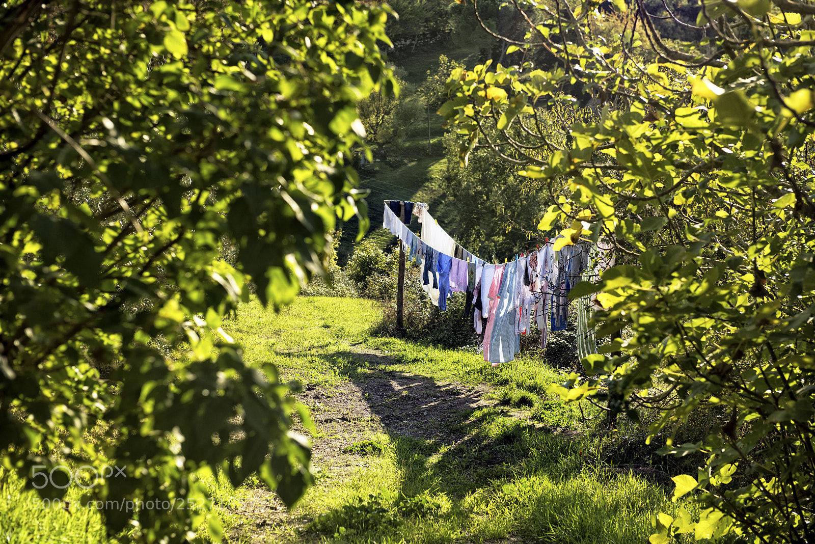 Nikon D810 sample photo. Backyard photography