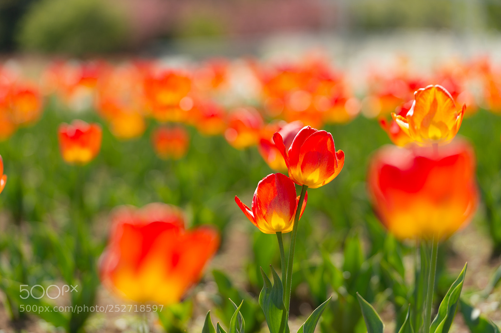 Nikon Df sample photo. 寄り添う春 photography