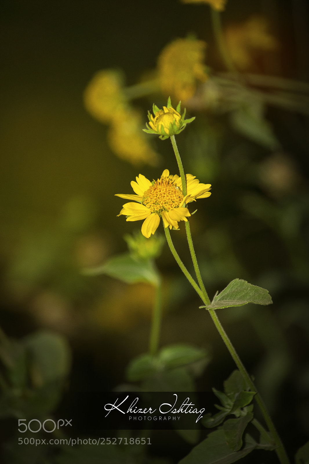 Nikon D5300 sample photo. Flower photography