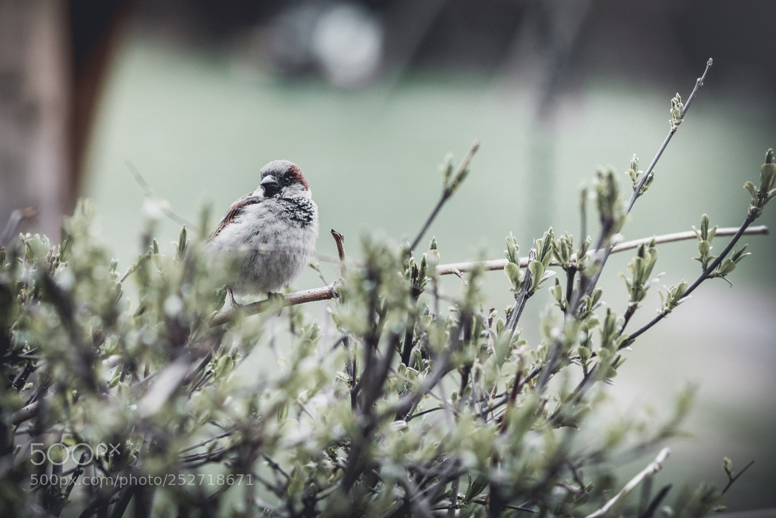 Canon EOS 750D (EOS Rebel T6i / EOS Kiss X8i) sample photo. A sparrow (i) photography