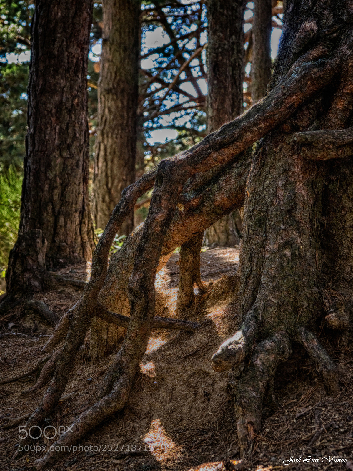 Olympus E-3 sample photo. Raices photography