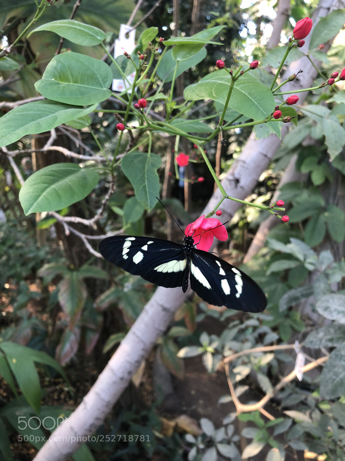 Apple iPhone X sample photo. Untitled photography