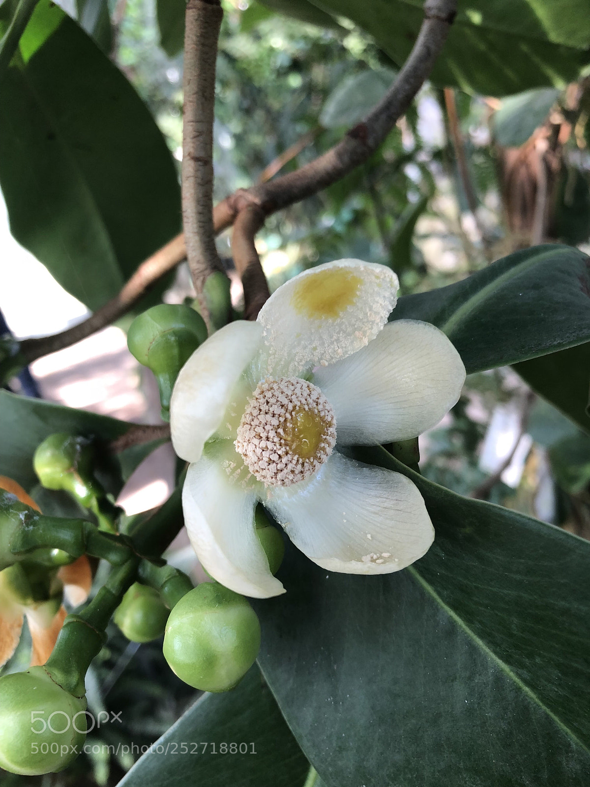 Apple iPhone X sample photo. Untitled photography