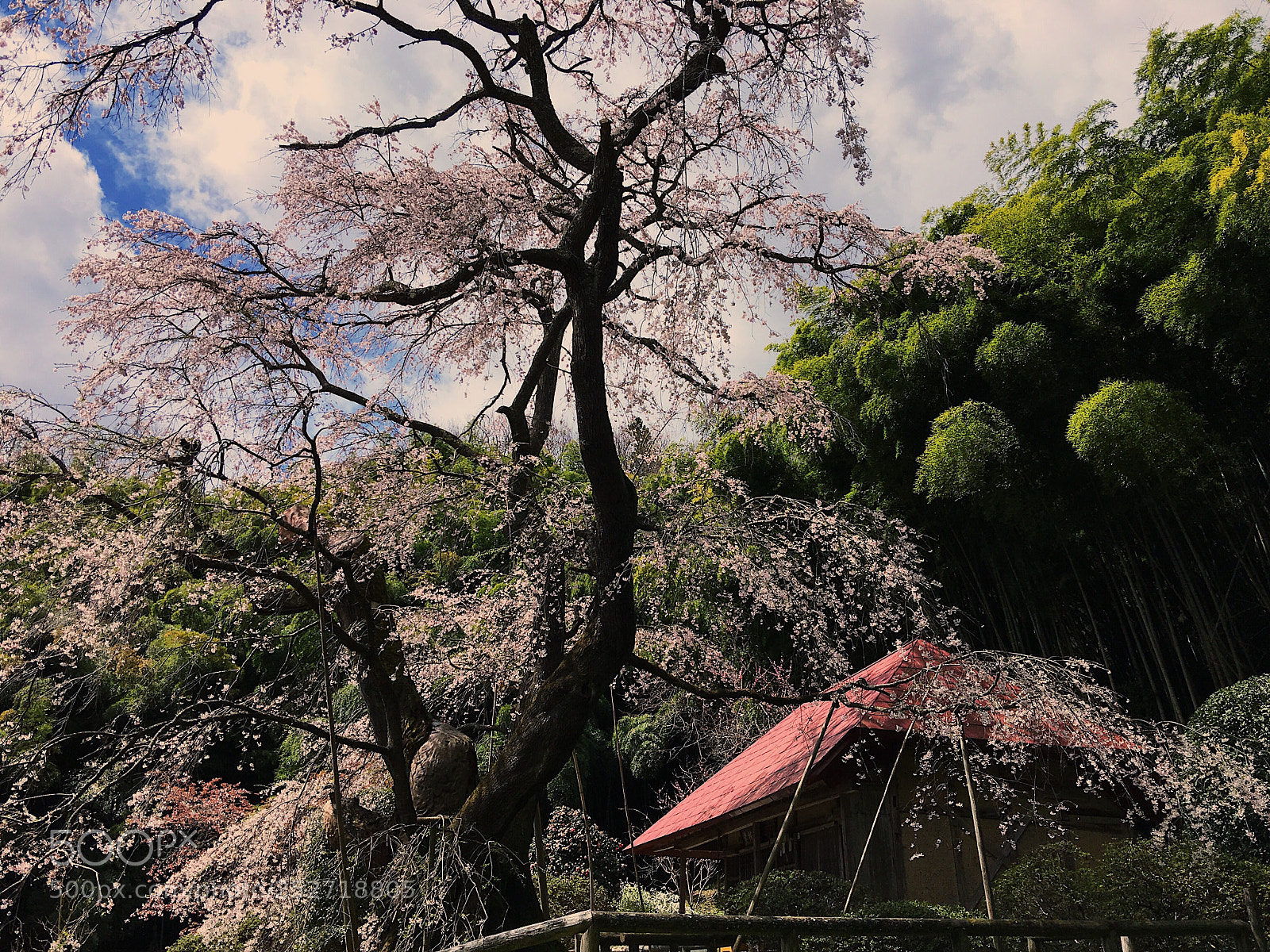 Apple iPhone 6s Plus sample photo. Ｓａｋｕｒａ photography