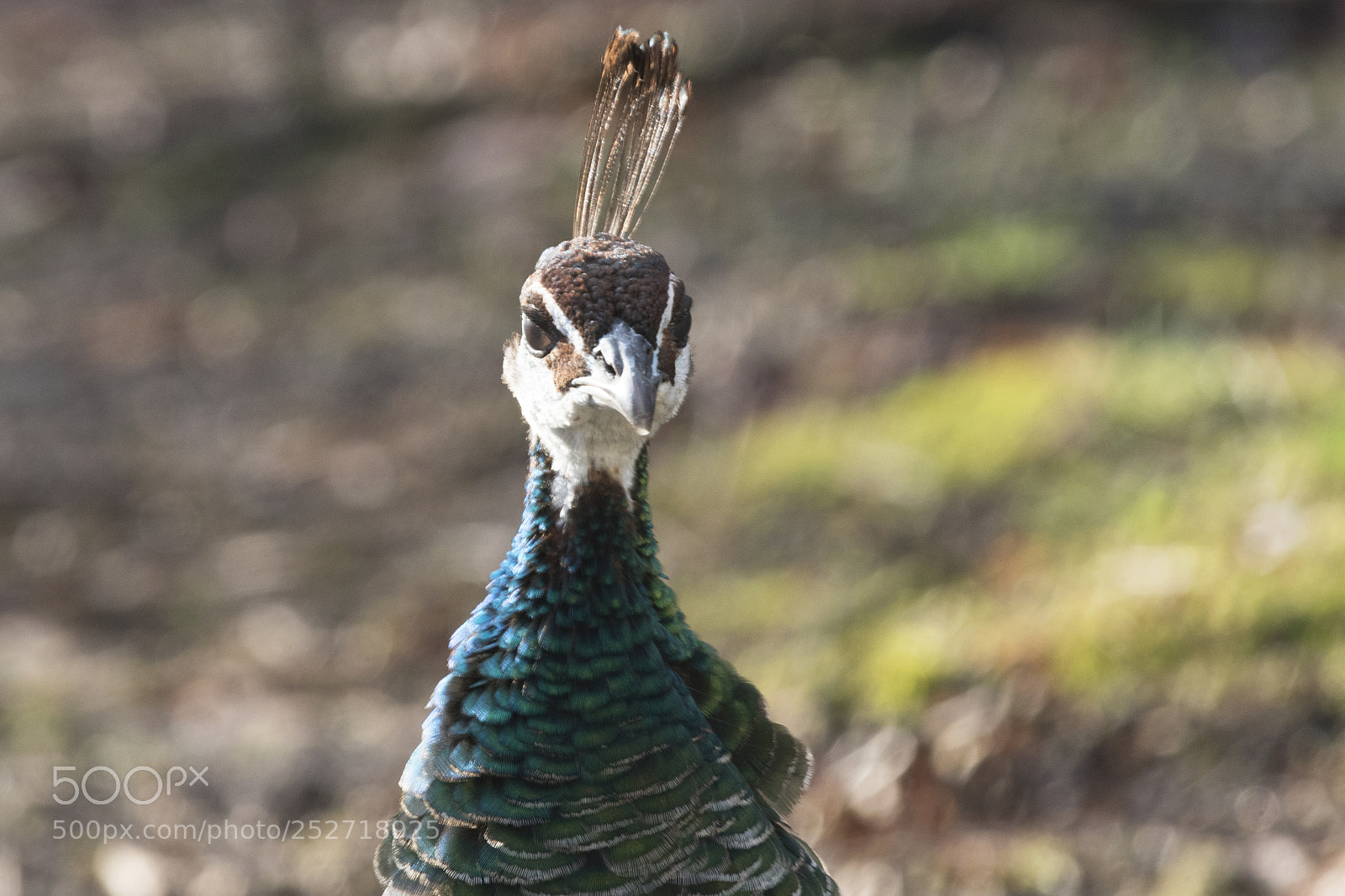 Nikon D500 sample photo. Female peacock looking photography